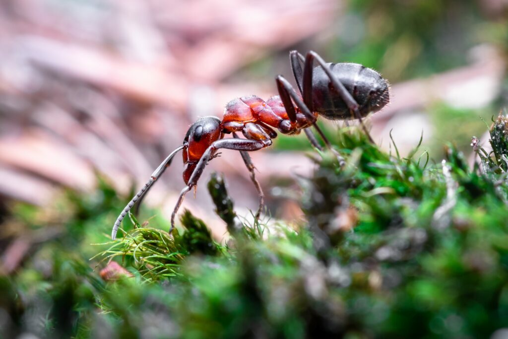 Larimer County Pest Control