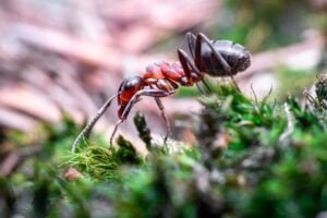 Larimer County Pest Control