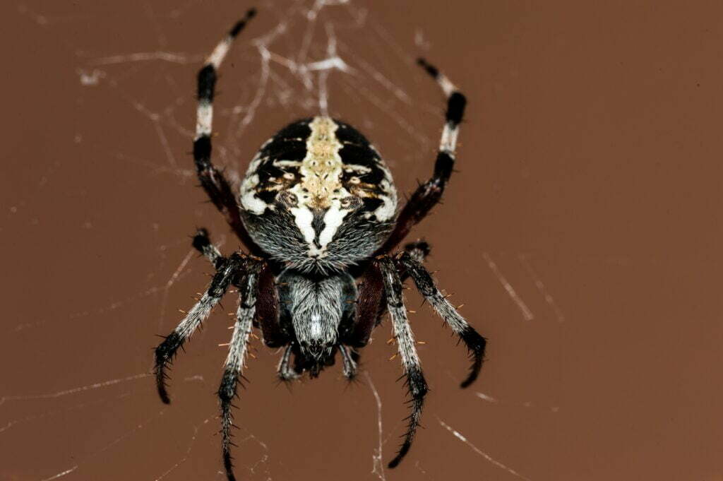 Spiders in Larimer County