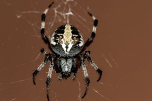 Spiders in Larimer County