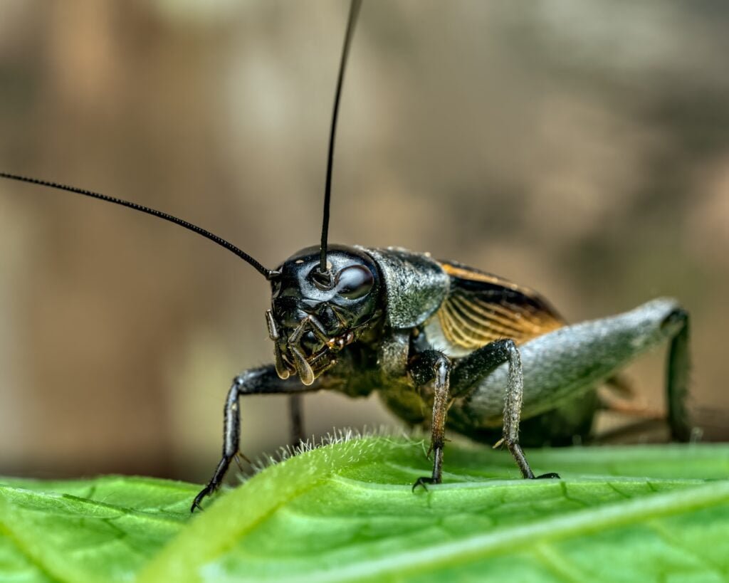 Cricket Control in Larimer County