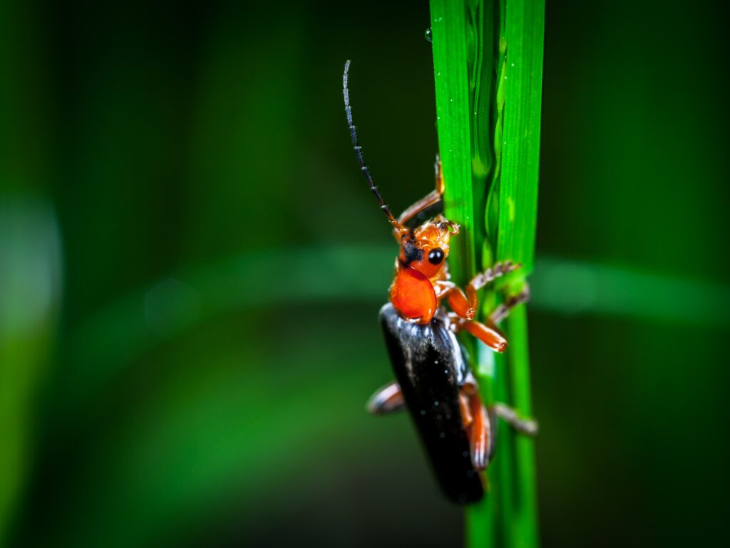 Crickets in Larimer County