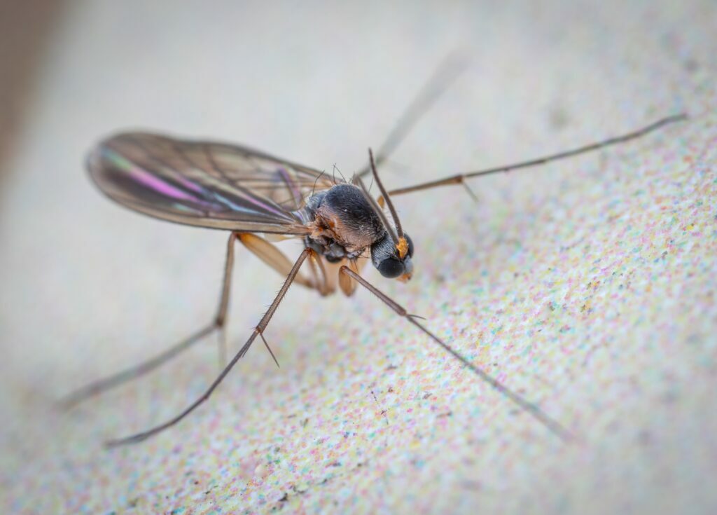 GnatsFruit Flies in Larimer County