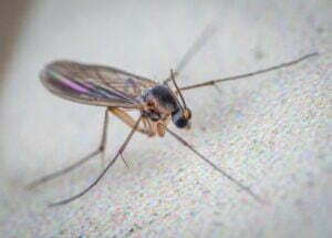 GnatsFruit Flies in Larimer County