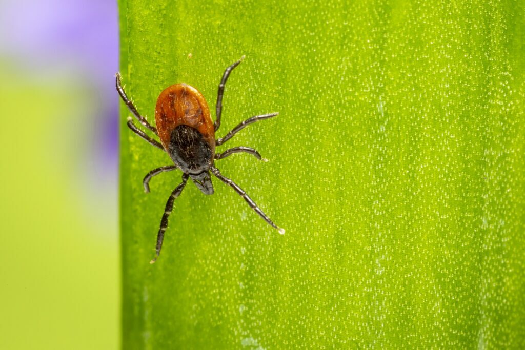 Managing Ticks in Larimer County