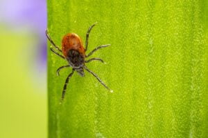 Managing Ticks in Larimer County
