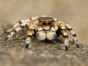 Preventing Spider Infestations