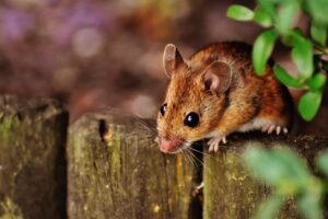 Rodent Prevention