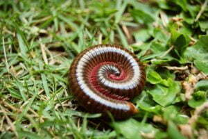 Controlling Millipede Infestations in Larimer County