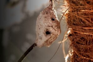 Preventing Pest Infestations in Larimer County