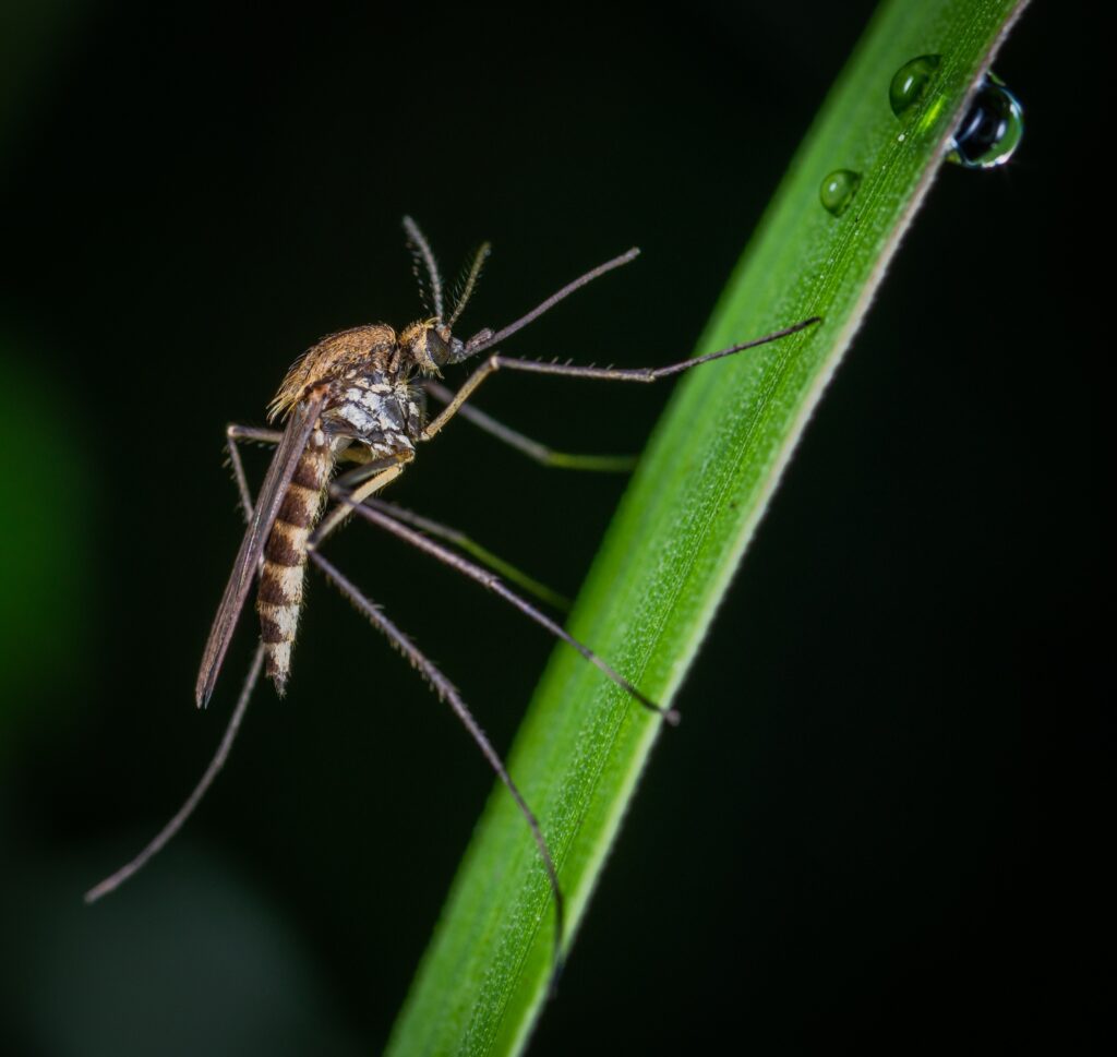 Pest Prevention in Larimer County